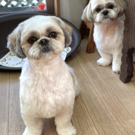 シーズーのサスケ殿