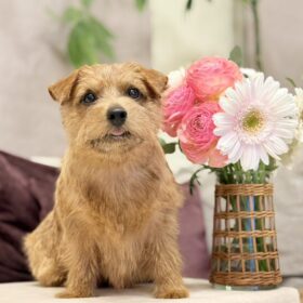 ノーフォークテリア　プラッキング　リノちゃん